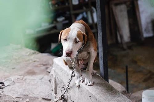 global-strays-donate-help-global-strays (1)