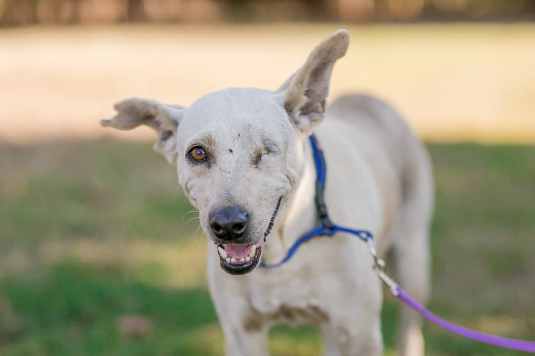 global-strays-sponsor-a-dog-alejandro1 (1)