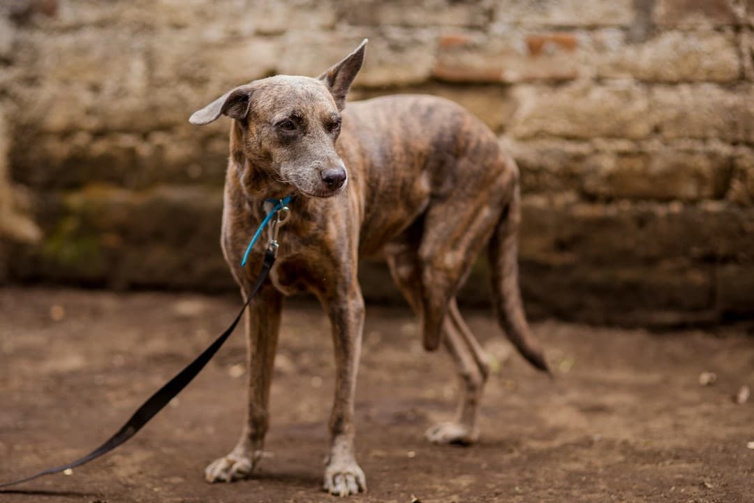 global-strays-sponsor-a-dog-cafe3 (1)
