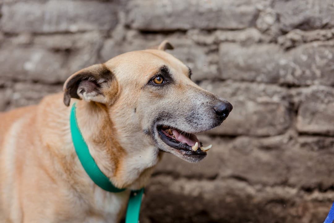 global-strays-sponsor-a-dog-champeon7 (1)