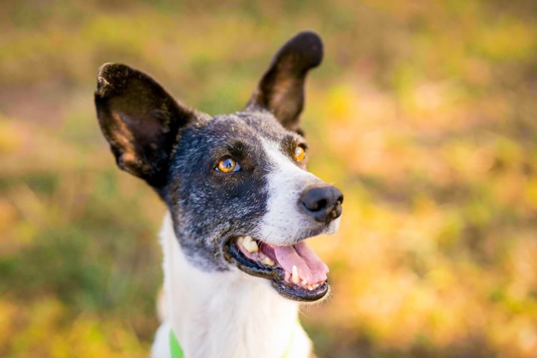 global-strays-sponsor-a-dog-danny1 (1)