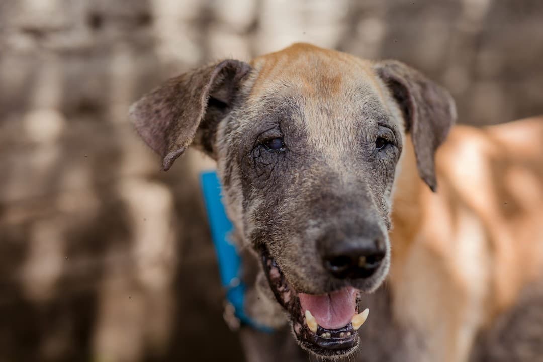 global-strays-sponsor-a-dog-skyper10 (1)