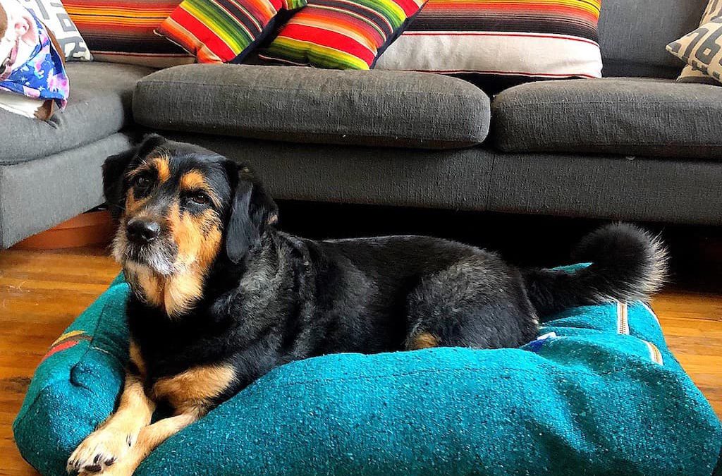 Eight Things to Consider Before Fostering
