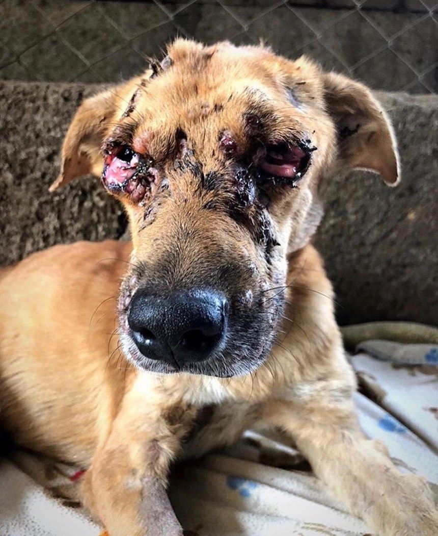 global-strays-emergency-vet-care-1
