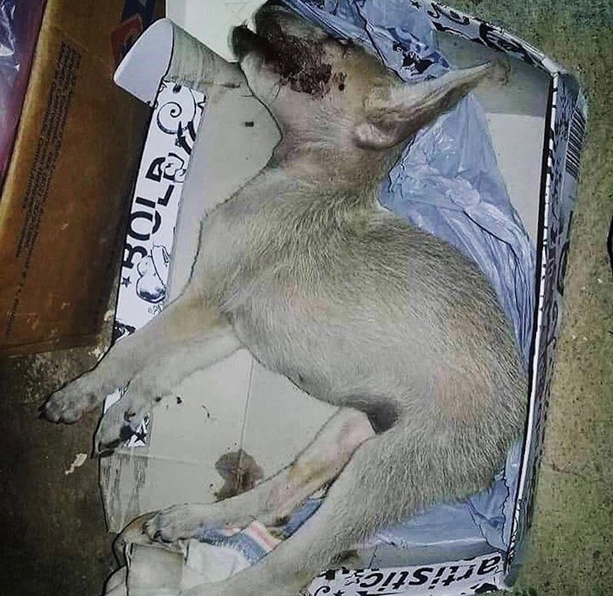 global-strays-emergency-vet-care-10