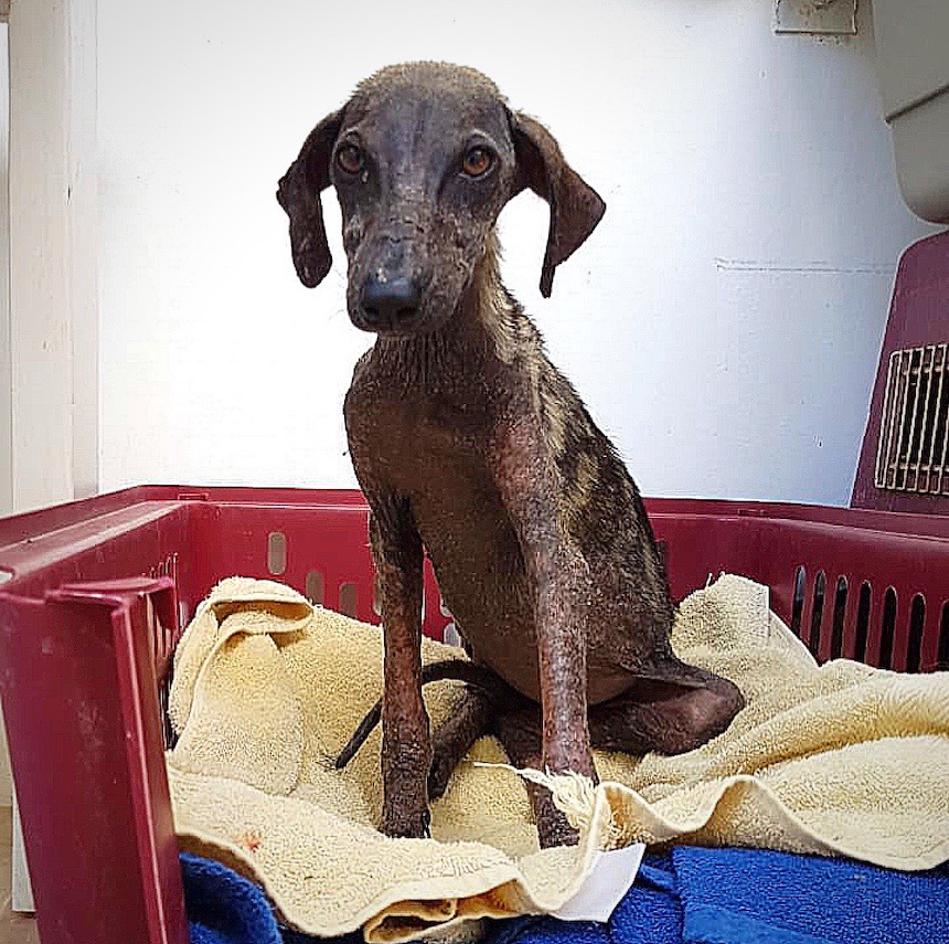 global-strays-emergency-vet-care-2