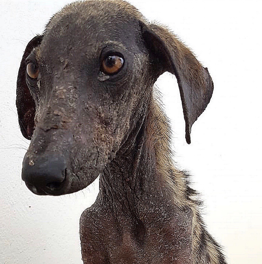 global-strays-emergency-vet-care-3