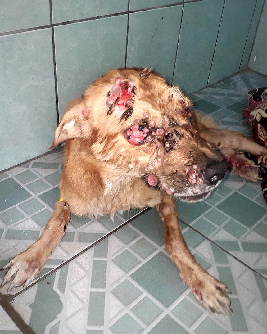 global-strays-emergency-vet-care-4