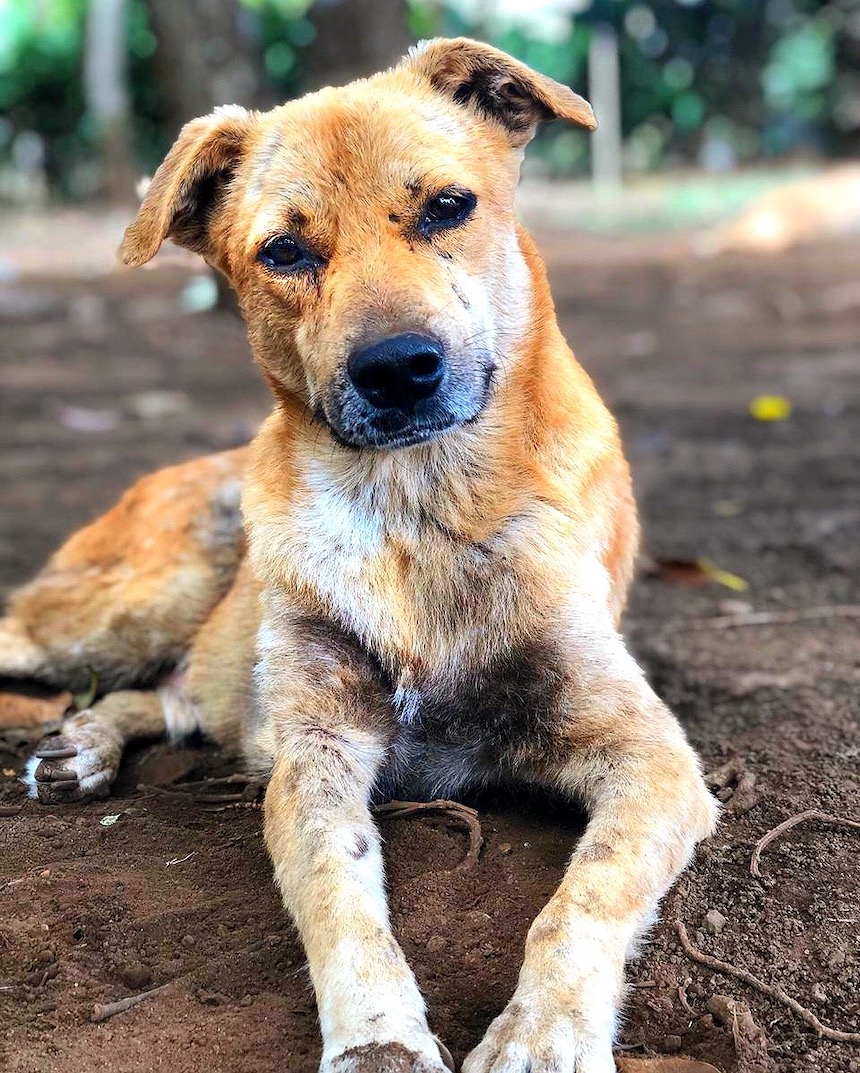global-strays-emergency-vet-care-5