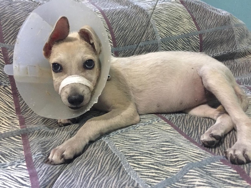 global-strays-emergency-vet-care-6