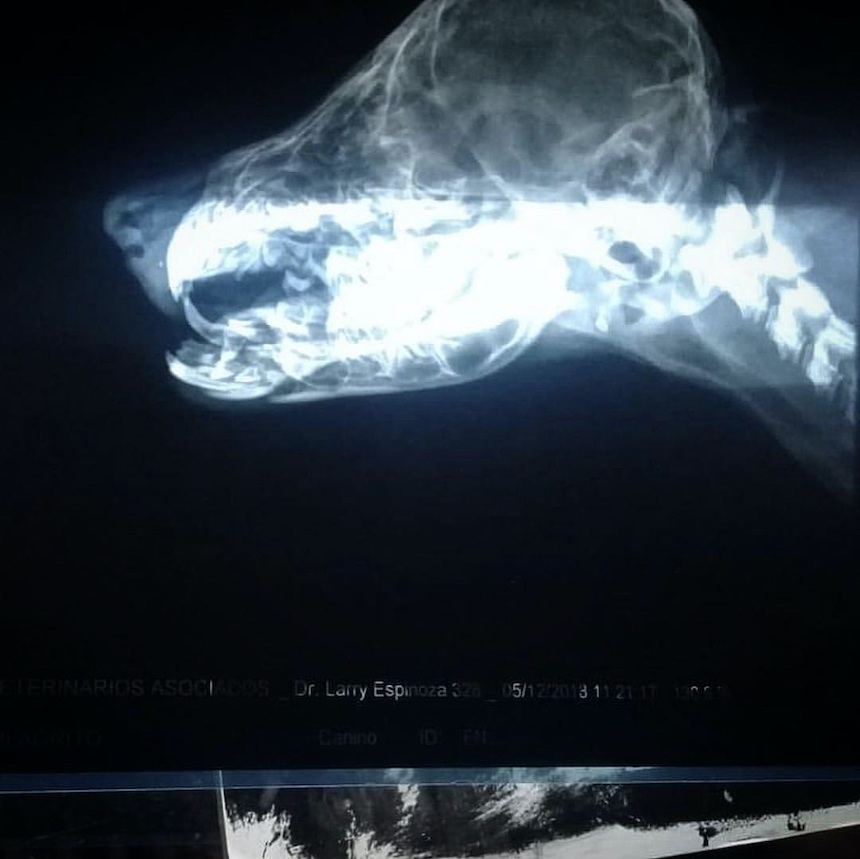 global-strays-emergency-vet-care-9