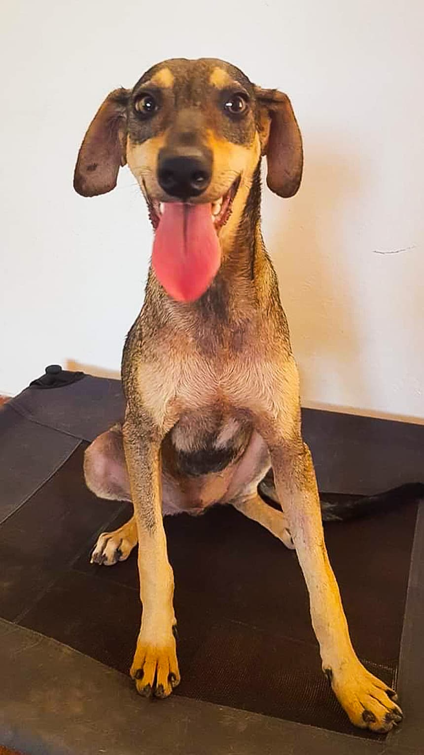 global-strays-emergency-vet-clinic-after (1)