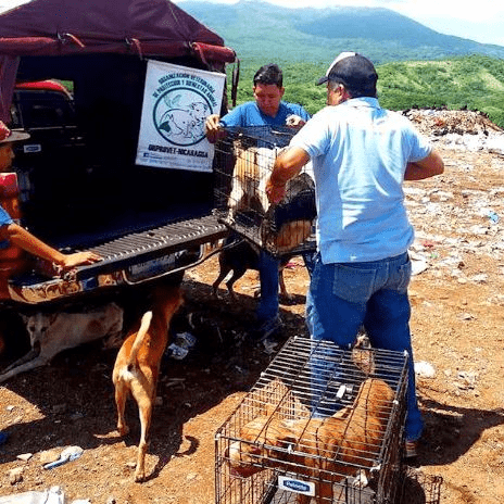 global-strays-dogs-ask-favor