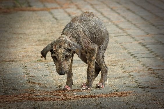 global-strays-dominican-republic-petition