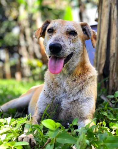 global-strays-finish-the-year-strong