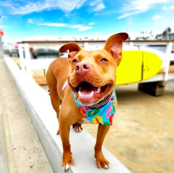 global-strays-newsletter-12