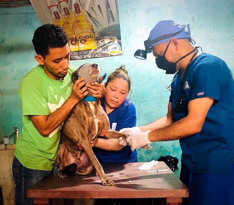 global-strays-newsletter-14