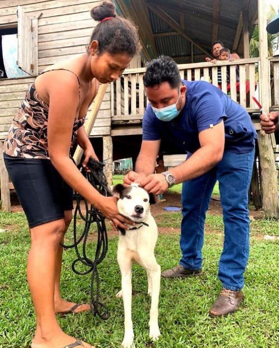 global-strays-newsletter-16