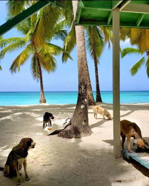 global-strays-newsletter-17