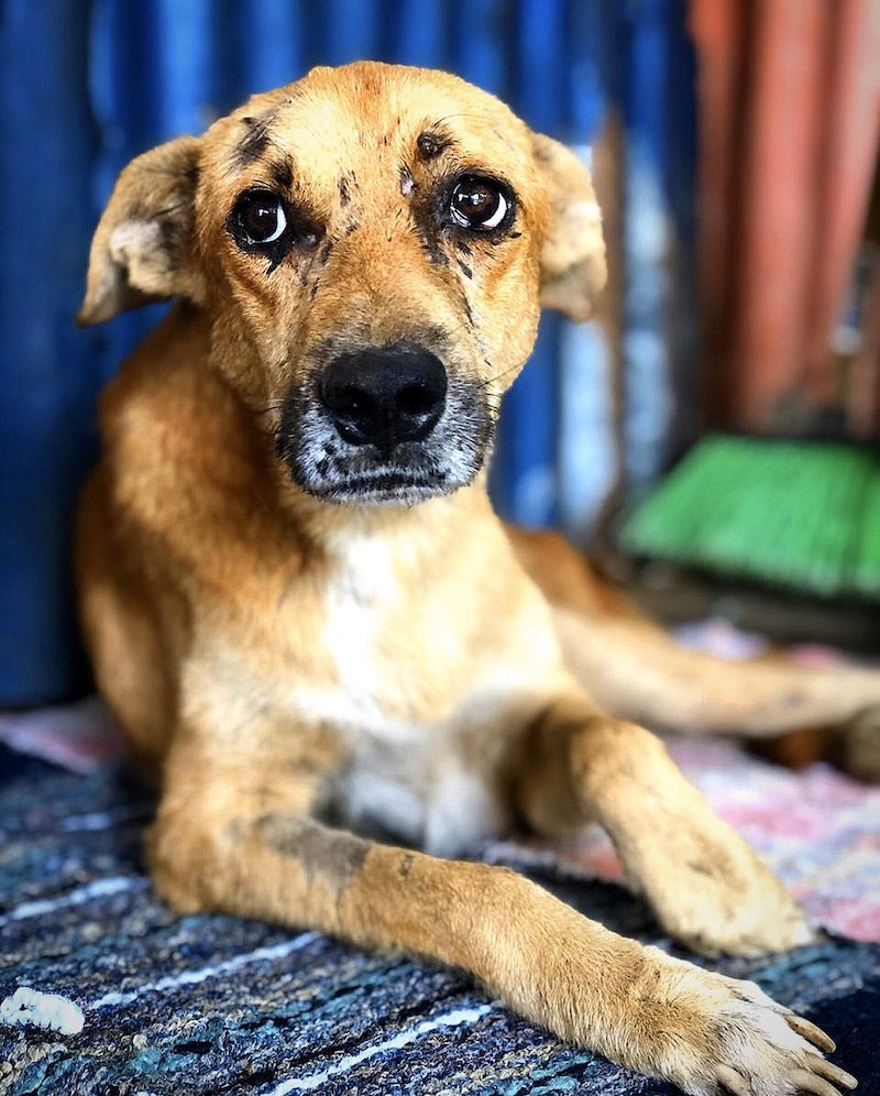 global-strays-newsletter-20