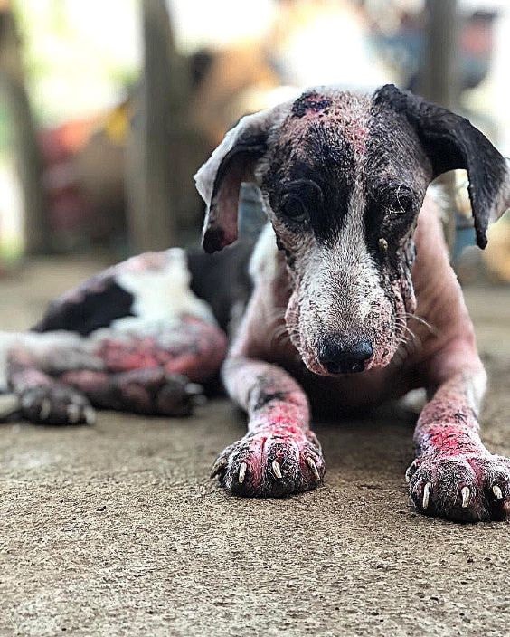 global-strays-newsletter-23
