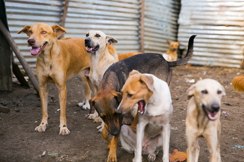 global-strays-newsletter-24
