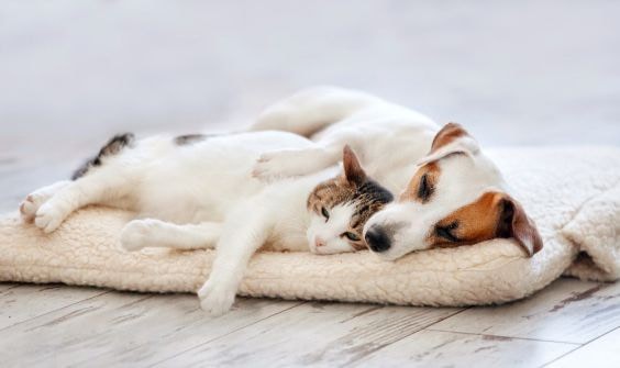 global-strays-newsletter-29