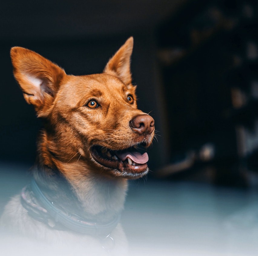 global-strays-newsletter-30