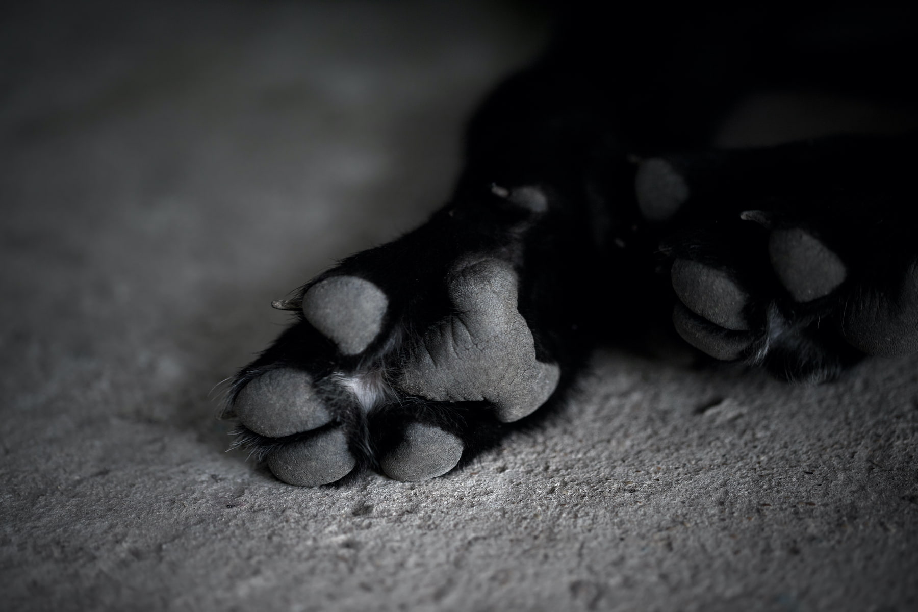 global-strays-petition (1)